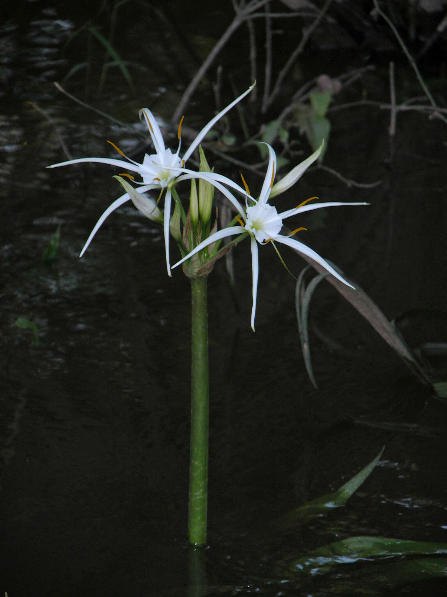 Image of Choctaw spiderlily