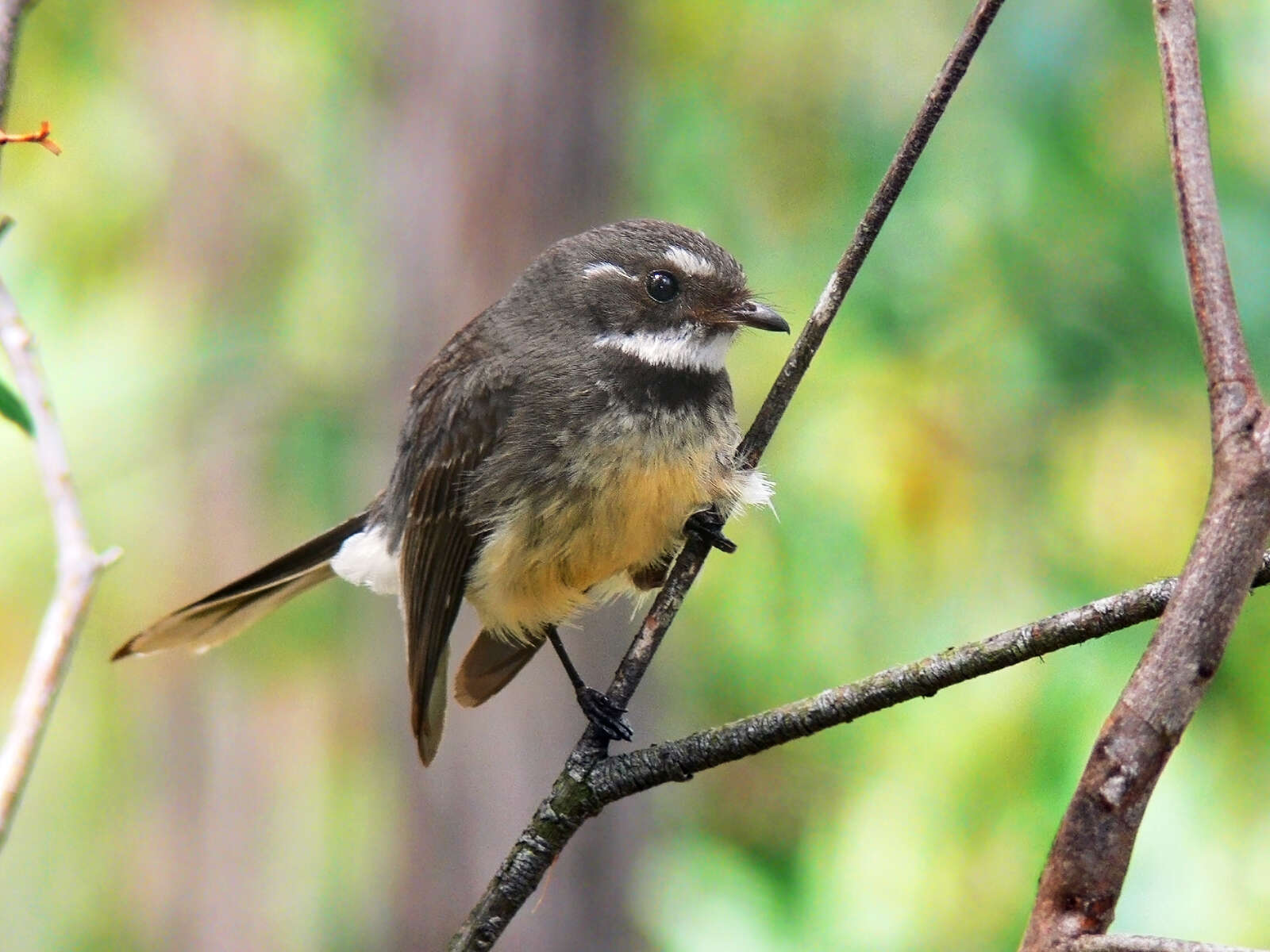 Image of Grey Fantail