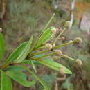 Image of Pancheria alaternoides Brongn. & Gris