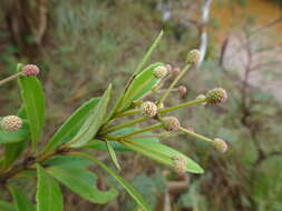 Image of Pancheria alaternoides Brongn. & Gris