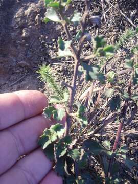 Image of Chascanum cuneifolium (L. fil.) E. Mey.