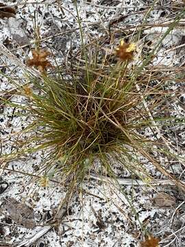 Image of Ware's Hair Sedge