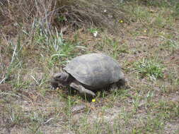 Image of (Florida) Gopher Tortoise