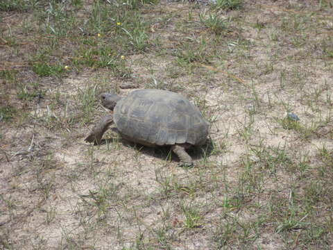 Image of (Florida) Gopher Tortoise