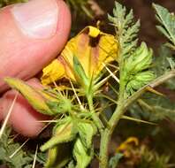 Image of buffalobur nightshade