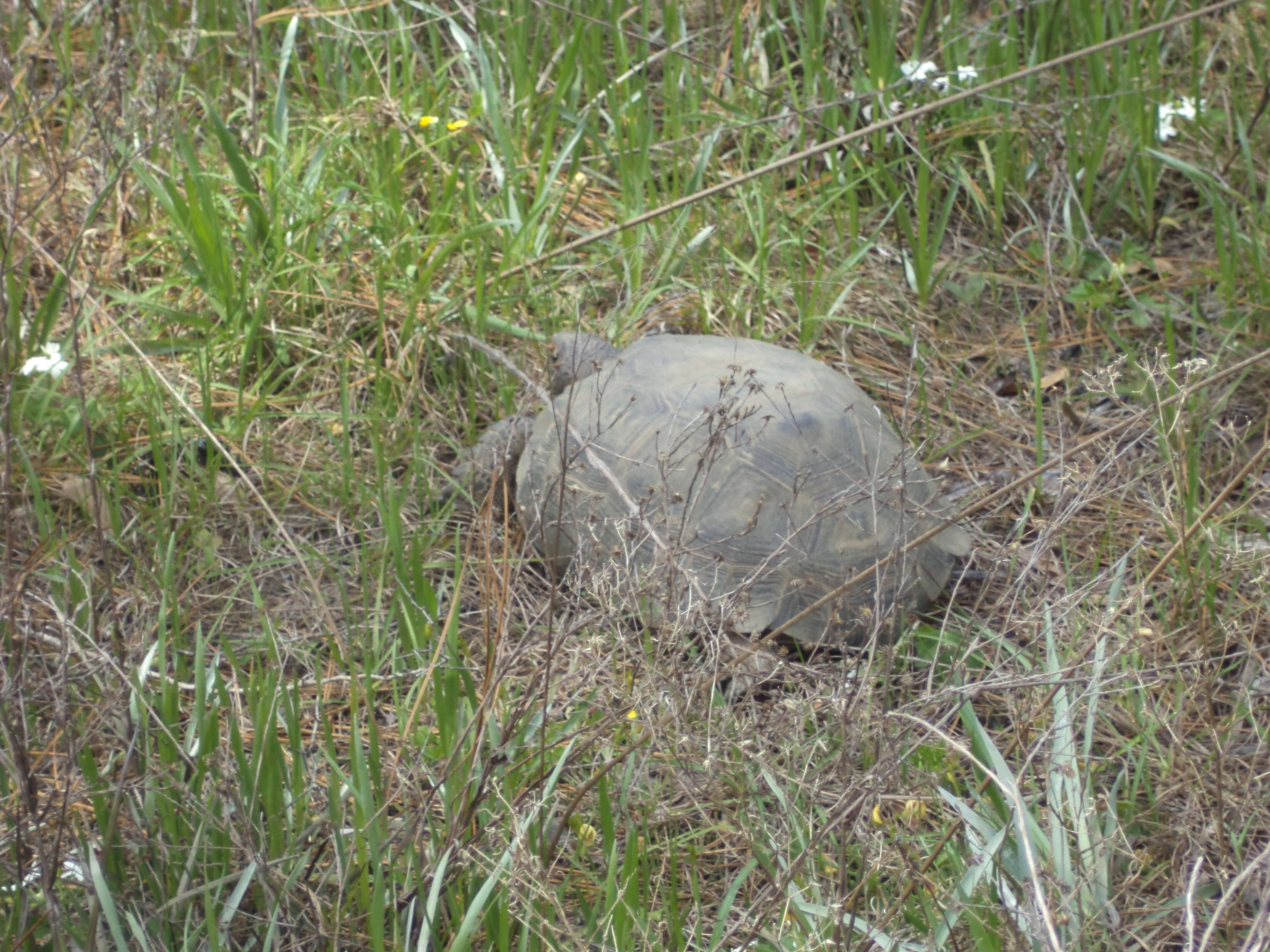 Image of (Florida) Gopher Tortoise