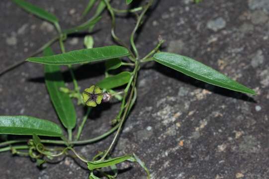 Image of Ceropegia carnosa E. Mey.