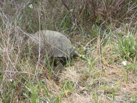 Image of (Florida) Gopher Tortoise