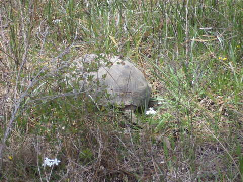 Image of (Florida) Gopher Tortoise