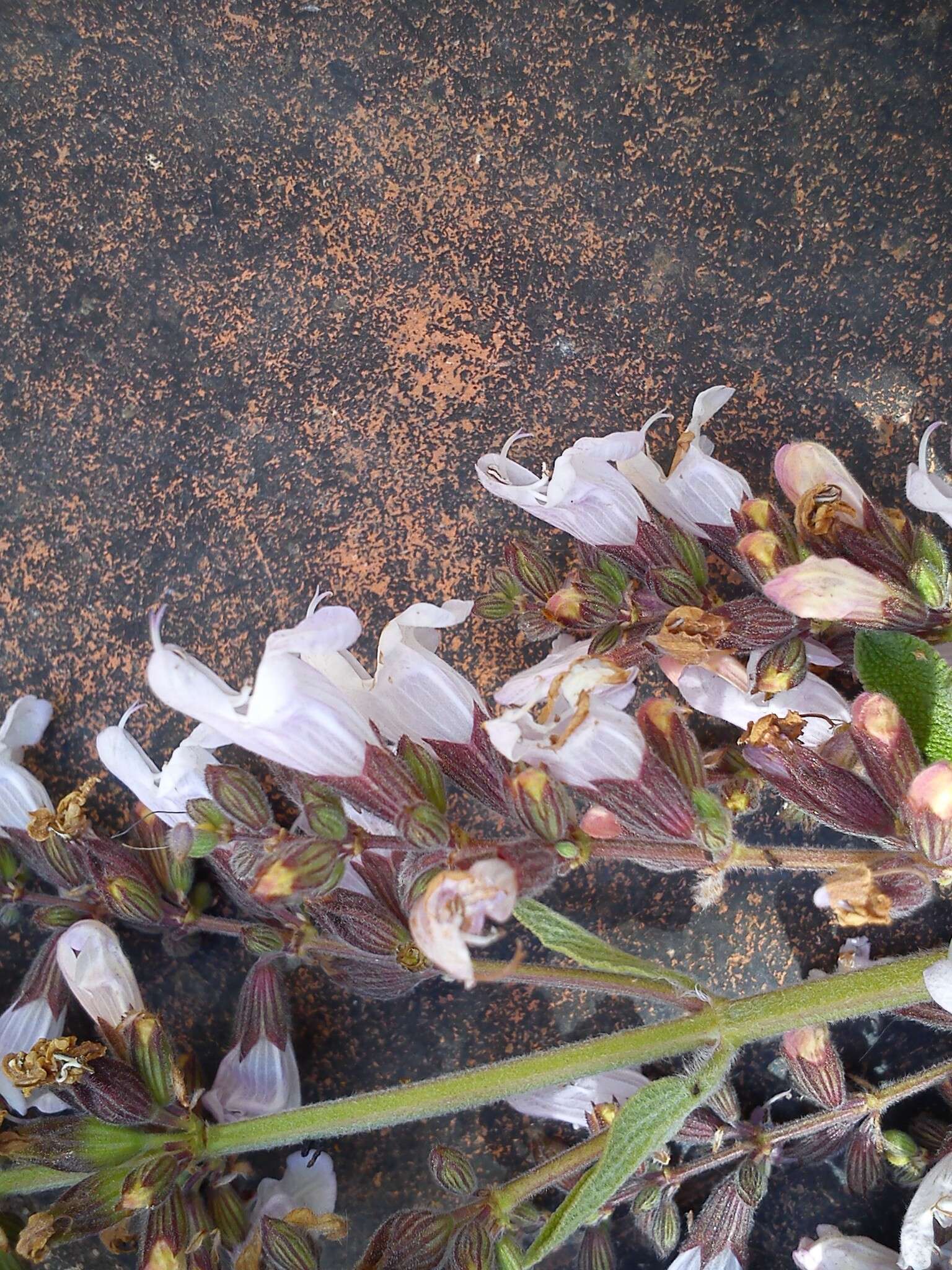 Imagem de Salvia officinalis L.