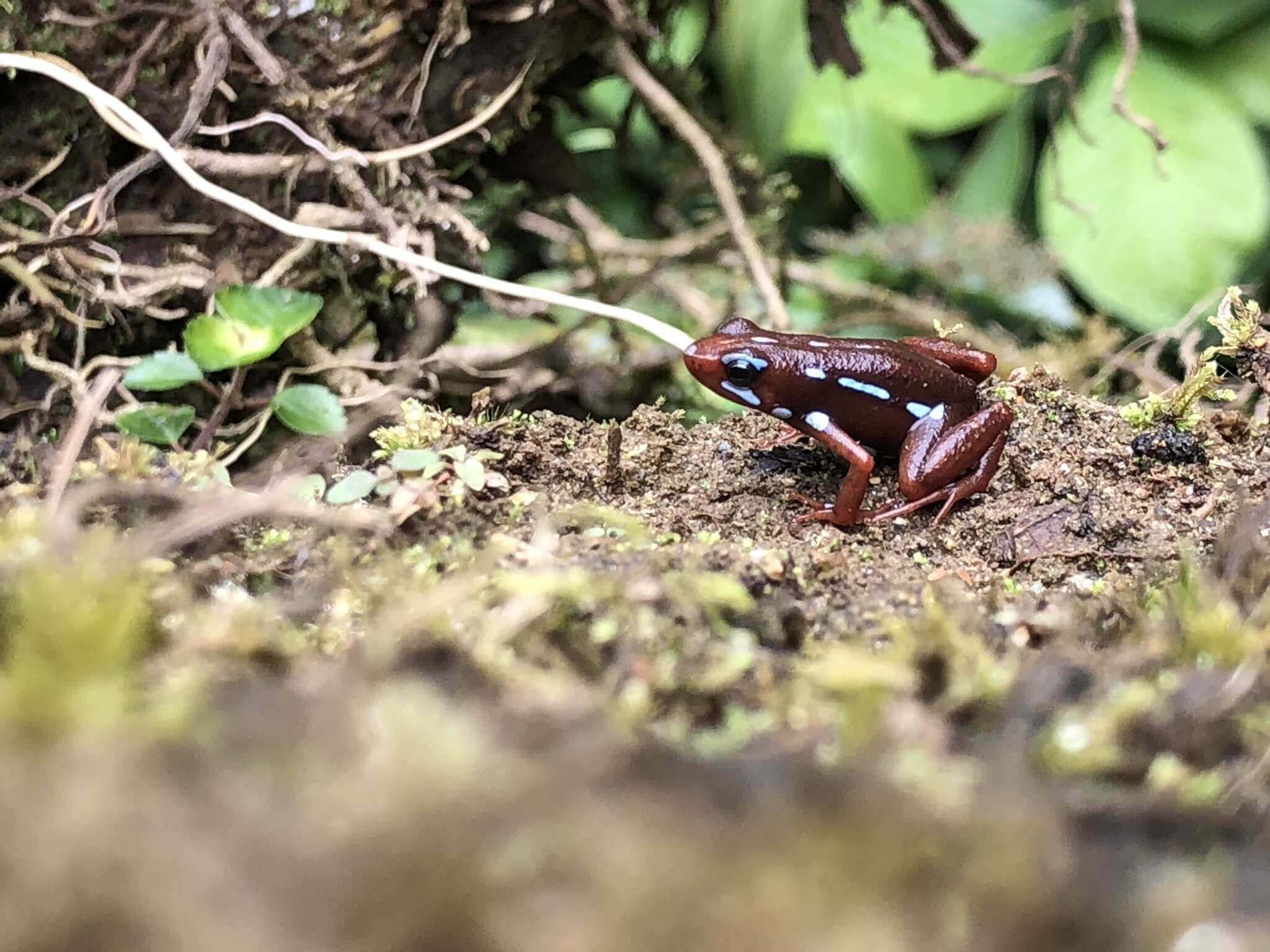 Image of Anthony's Poison-Arrow Frog