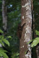 Image of Philippine Flying Lemurs