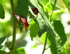 Image of Flag-footed Bug