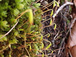 Image of olivegreen calcareous moss