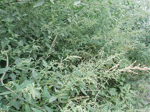 Imagem de Chenopodium album L.