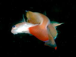 Image of Stocky anthias