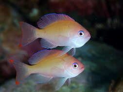 Image of Stocky anthias