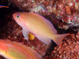 Image of Stocky anthias