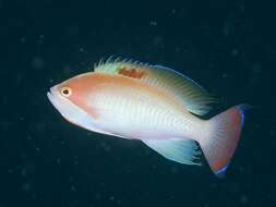 Image of Stocky anthias