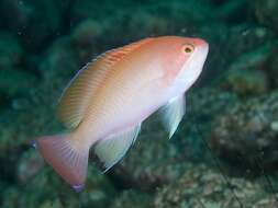 Image of Stocky anthias