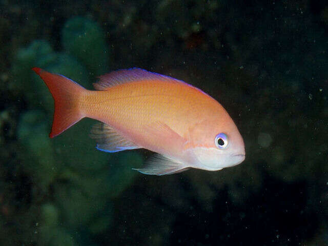 Image of Stocky anthias