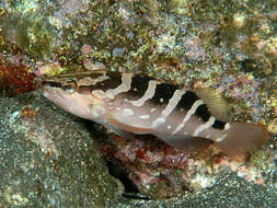 Image of Kelp Grouper