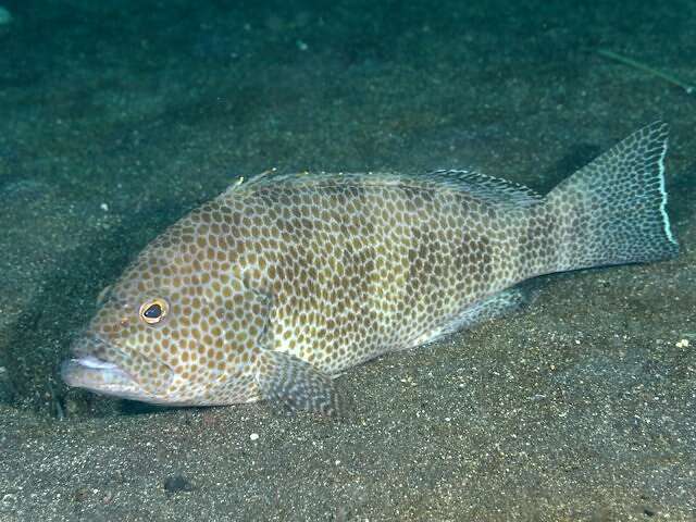 Epinephelus areolatus (Forsskål 1775) resmi