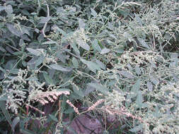 Imagem de Chenopodium album L.