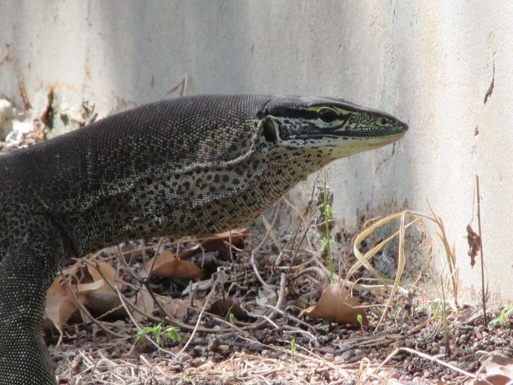 Image of Varanus panoptes panoptes (Storr 1980)