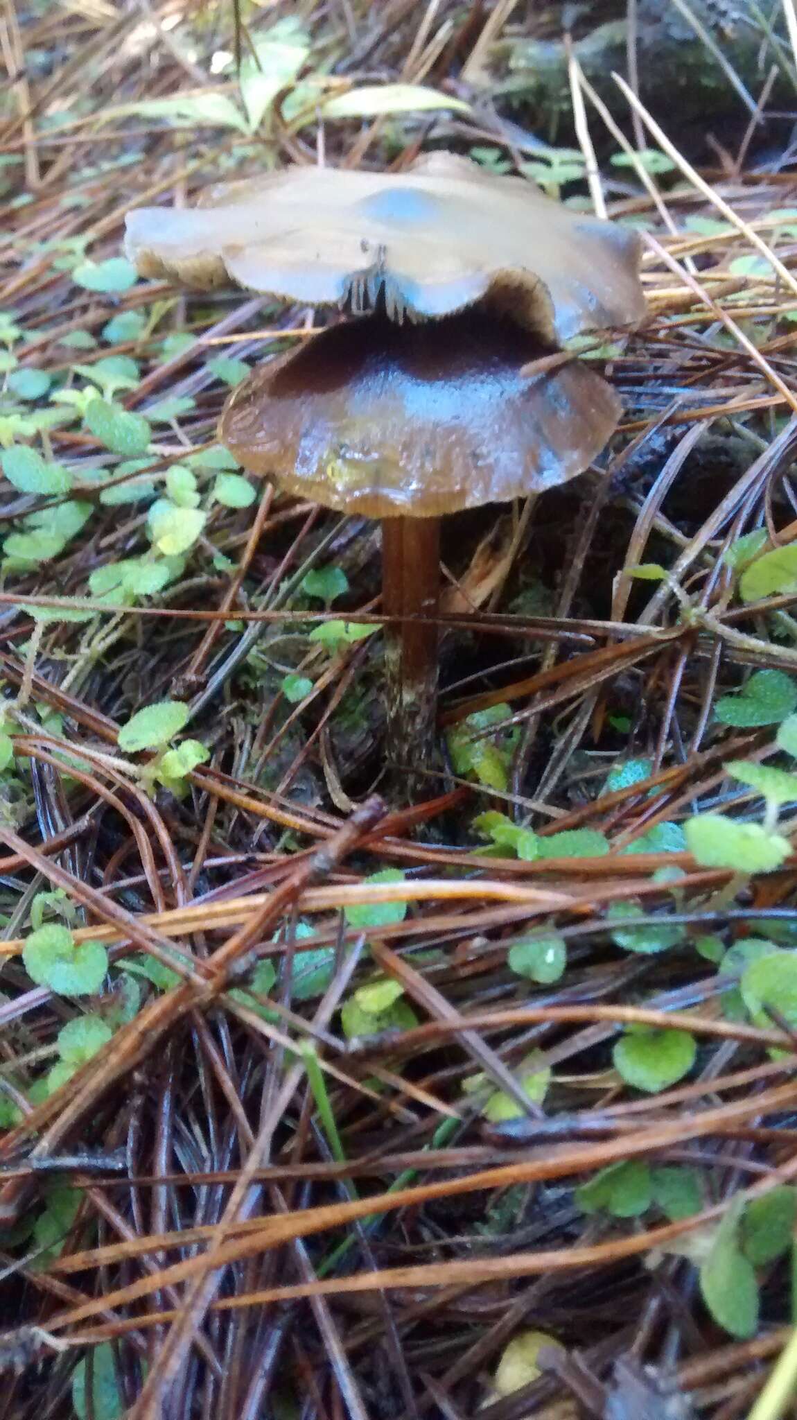 Image de Psilocybe aucklandiae Guzmán, C. C. King & Bandala 1991