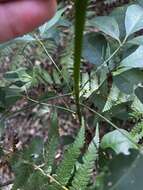 Image of Melicope hayesii T. G. Hartley