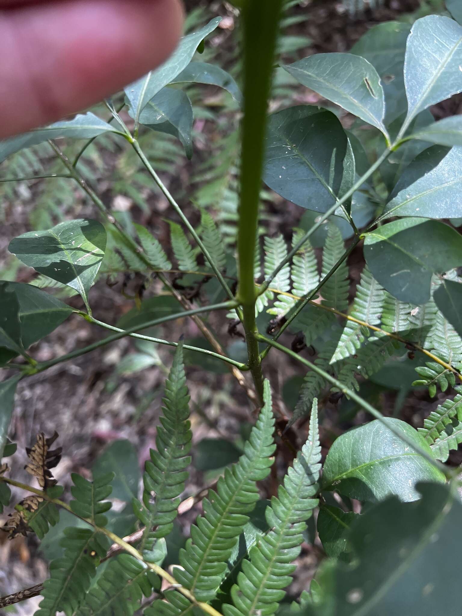 Image of Melicope hayesii T. G. Hartley