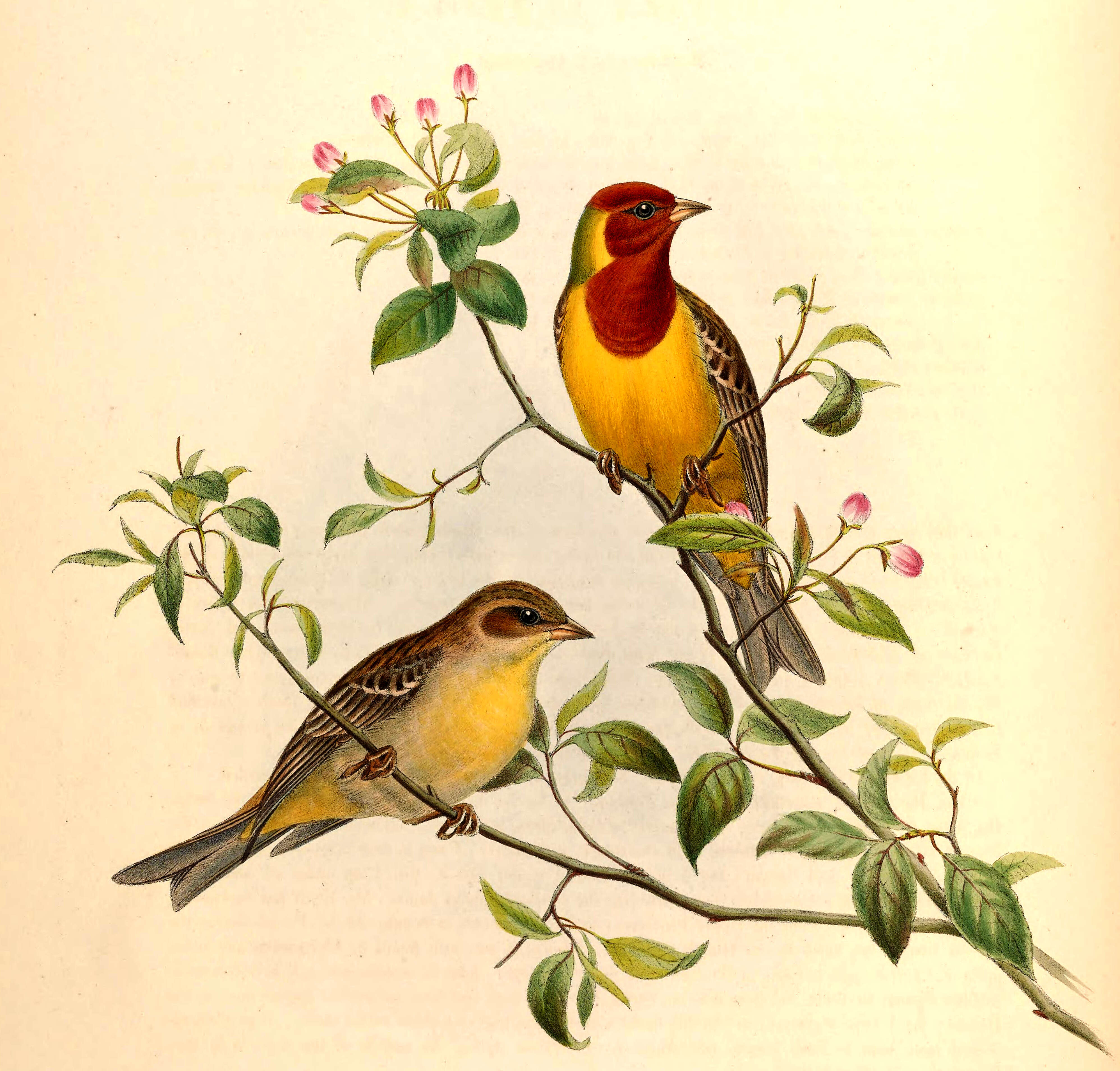 Image of Brown-headed Bunting