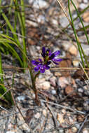 Image of Thereianthus bracteolatus (Lam.) G. J. Lewis