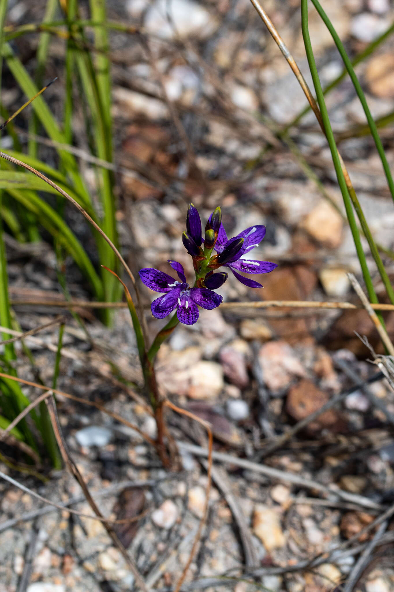 Image of Thereianthus bracteolatus (Lam.) G. J. Lewis