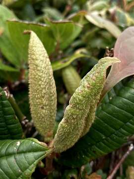 Слика од Blakea chlorantha F. Almeda