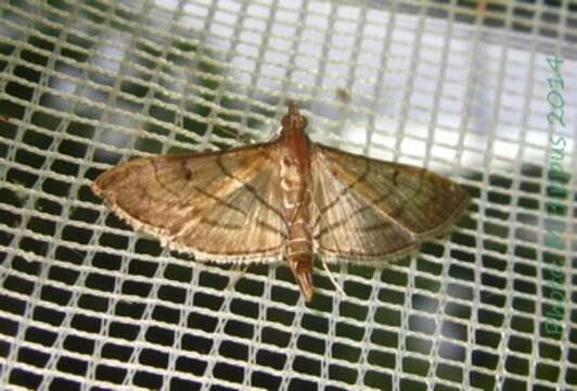 Image of Trapeze Moth