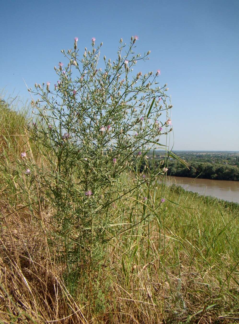 Image of diffuse knapweed