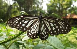 Image of Ideopsis vulgaris Butler 1874