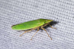 Image of Leafhopper