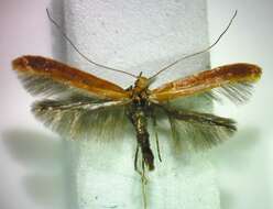 Image of Caloptilia invariabilis (Braun 1927)