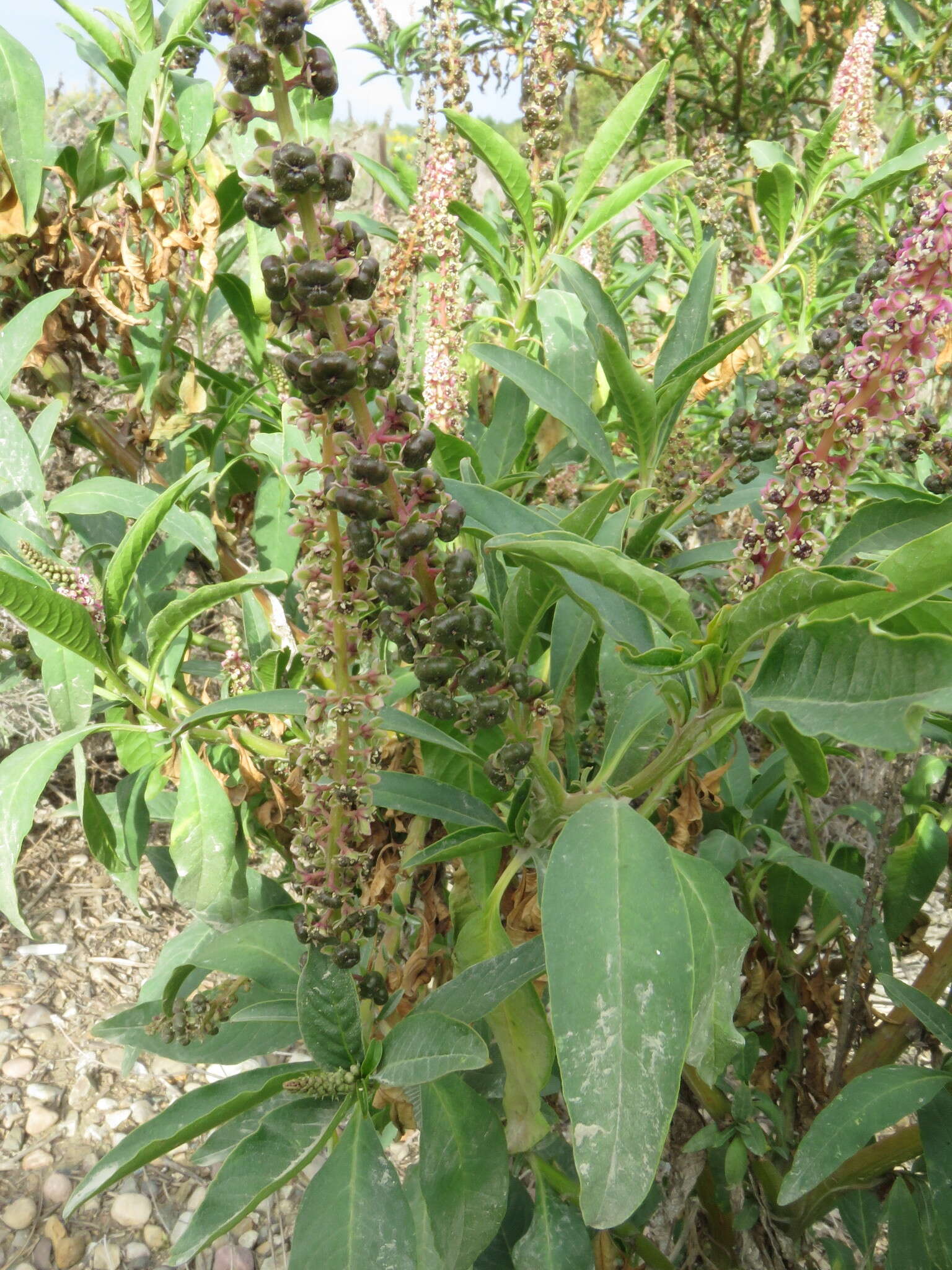 Image of tropical pokeweed