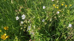 Image of Geranium pseudosibiricum J. Mayer