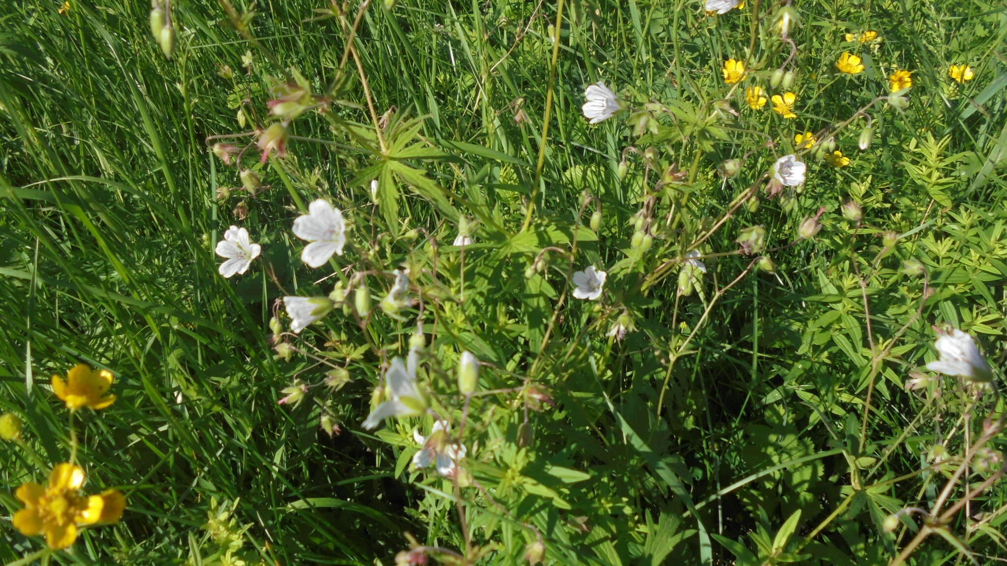 Image of Geranium pseudosibiricum J. Mayer