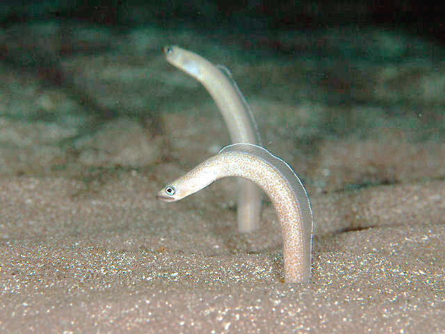 Image of Sharp-nose garden eel