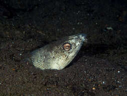 Image of Highfin snake eel