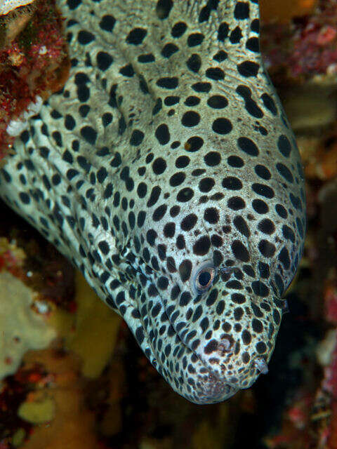 Image of Spotted moray