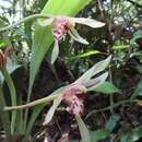 Image of Cymbidium lancifolium Hook.