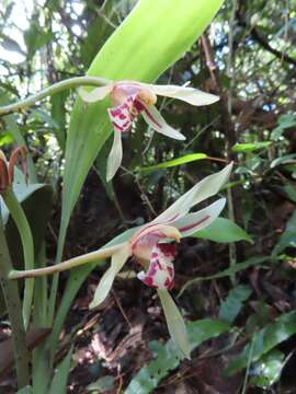 Cymbidium lancifolium Hook. resmi