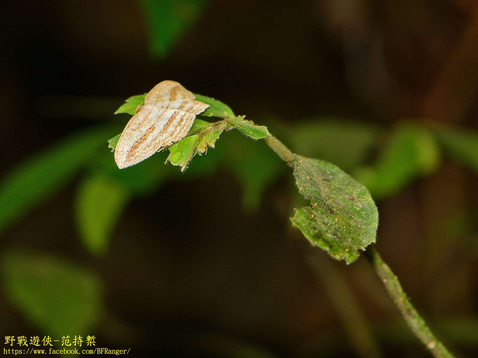 Image of <i>Calletaera obliquata</i>